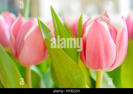 Osterode, Deutschland. 31. März 2017. Rosa Tulpen in einer Vase, Deutschland, Stadt Osterode, 31. März 2017. Foto: Frank Mai | weltweite Nutzung/Dpa/Alamy Live-Nachrichten Stockfoto