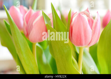 Osterode, Deutschland. 31. März 2017. Rosa Tulpen in einer Vase, Deutschland, Stadt Osterode, 31. März 2017. Foto: Frank Mai | weltweite Nutzung/Dpa/Alamy Live-Nachrichten Stockfoto