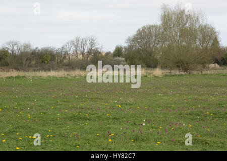 Cricklade, UK. 2. April 2017. UK-Wetter. Lila Teppiche Snakeshead Fritillaria, Fritillaria Meleagris kommen in Blume an Cricklade Norden Wiesen, einer jährlichen Frühjahrs-Veranstaltung, die viele Besucher auf der Website in Wiltshire anzieht. Jedes Jahr blüht die Entstehung dieser Signal, der Frühling ist da. Bildnachweis: Jill Walker/Alamy Live-Nachrichten Stockfoto