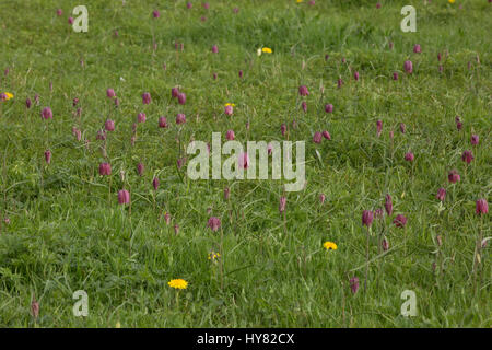 Cricklade, UK. 2. April 2017. UK-Wetter. Lila Teppiche Snakeshead Fritillaria, Fritillaria Meleagris kommen in Blume an Cricklade Norden Wiesen, einer jährlichen Frühjahrs-Veranstaltung, die viele Besucher auf der Website in Wiltshire anzieht. Jedes Jahr blüht die Entstehung dieser Signal, der Frühling ist da. Bildnachweis: Jill Walker/Alamy Live-Nachrichten Stockfoto