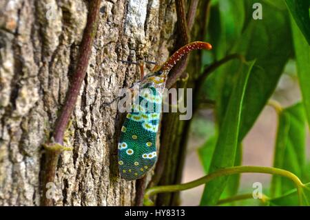 Grün und orange Lanternfly auf einem Baum Stockfoto