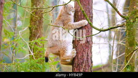 Spielerische Luchs Katze Cub Klettern in einem Baum im Wald Stockfoto