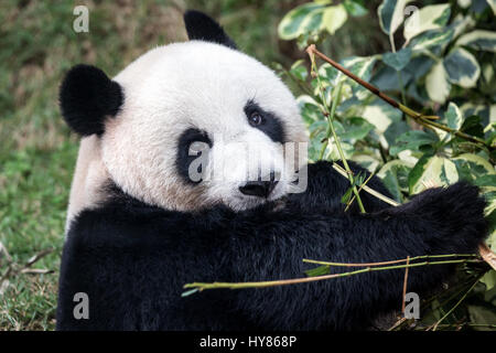 Panda (Ailuropoda lalage), Panda, Panda Pavillon von Macau, Macau Stockfoto