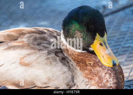 Stockente, Wilkd Ente, in einem Park. ANADE Real o Azulón. Stockfoto