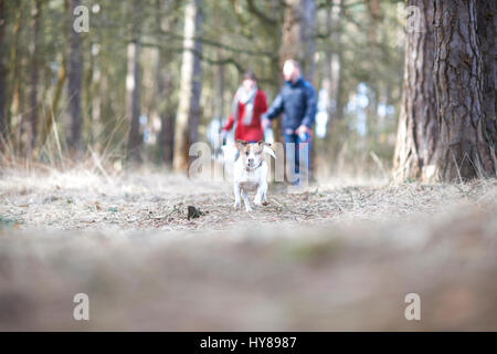 Ein junges Paar Fuß ihre zwei Hunde im Wald Stockfoto