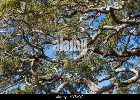 Viele Live Eichen verdrehen unter klar blue skys Stockfoto