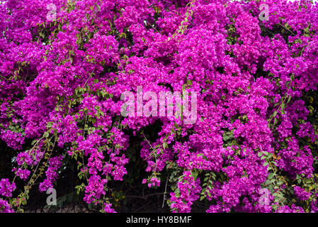 Frühling Blumen blühen Stockfoto