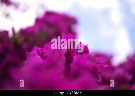 Frühling Blumen blühen Stockfoto