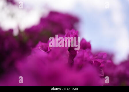Frühling Blumen blühen Stockfoto