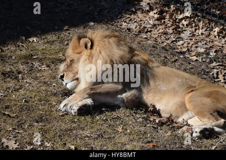 Lion Stockfoto
