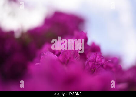 Frühling Blumen blühen Stockfoto