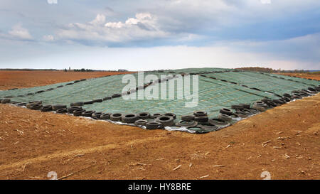 Silage-Essen auf einem Feld, Landwirtschaft. Stockfoto