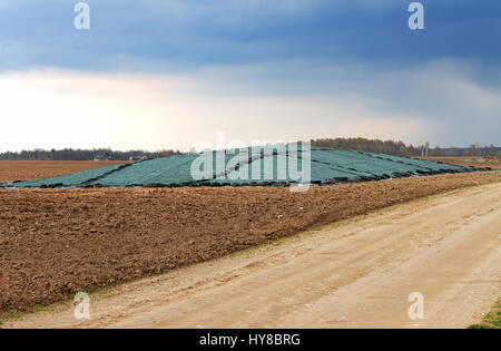 Silage-Essen auf einem Feld, Landwirtschaft. Stockfoto