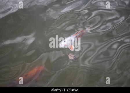 Große und bunte Fische schwimmen im pool Stockfoto