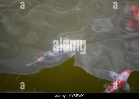 Große und bunte Fische schwimmen im pool Stockfoto