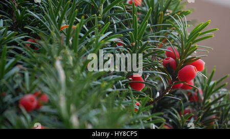 Nahaufnahme von Eibe mit Beeren Stockfoto