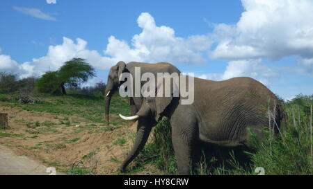zwei Elefanten im südafrikanischen Busch Stockfoto