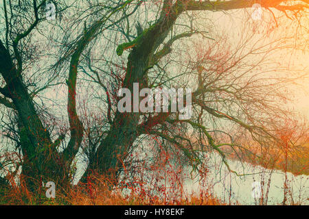 Ländliche Herbstlandschaft mit allein Baum und See. Nebligen Morgen in Landschaft. Stockfoto