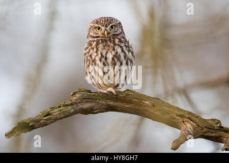 Steinkauz (Athene noctua) sitzen auf Ast, Emsland, Niedersachsen, Deutschland Stockfoto