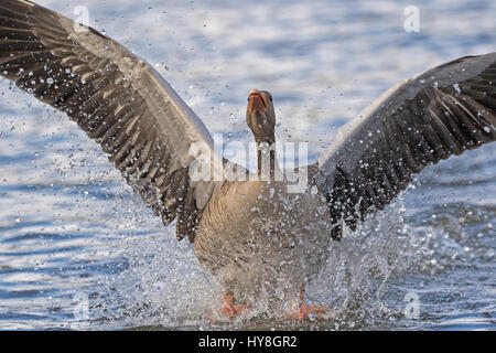 Gourmet, (Anser Anser), Landet Im Wasser, Hamburg, Deutschland, Europa / graue Gans, (Anser Anser), Landung im Wasser, Hamburg, Deutschland, Europa Stockfoto