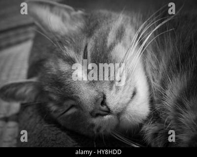 Nahaufnahme eines schlafenden Katze in schwarz / weiß Stockfoto