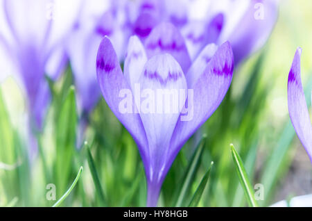 Lila Blüten in der Natur. Krokus Blumen im Frühjahr. Selektiven Fokus. Stockfoto