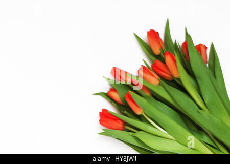 Großen Bouquet von frischen roten Tulpen, isoliert auf weißem Hintergrund. Stockfoto