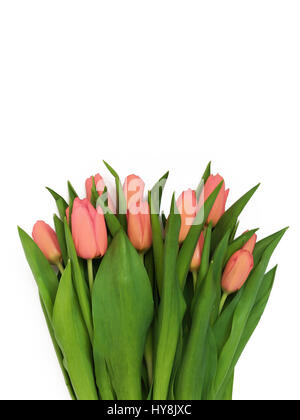 Großen Blumenstrauß frisch rosa, lila, Purpur, lila Tulpen, isoliert auf weißem Hintergrund. Stockfoto