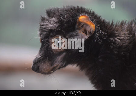 Blue Eyed Lemur Stockfoto