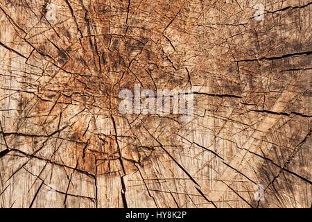 Ringe aus Holz Hintergrund. Detaillierten Überblick über die Struktur des Holzes Stockfoto