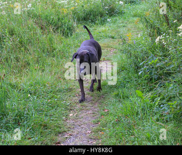 Freundlichen Labrador Stockfoto