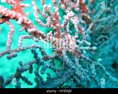 Bargibanti Pygmäen-Seepferdchen das kleinste der Welt in Bali Stockfoto