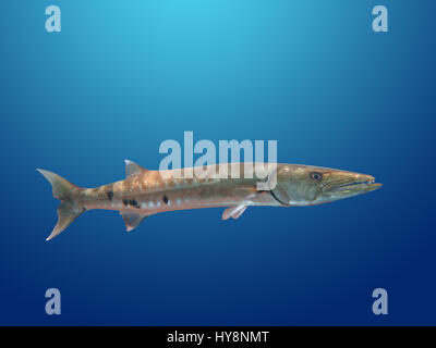 Großer Barracuda Fisch im Ozean Bali Stockfoto