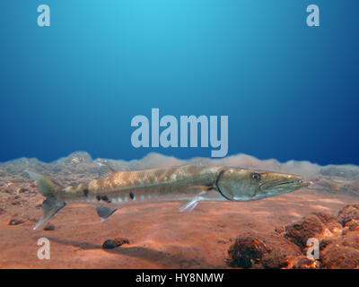 Großer Barracuda Fisch im Ozean Bali Stockfoto