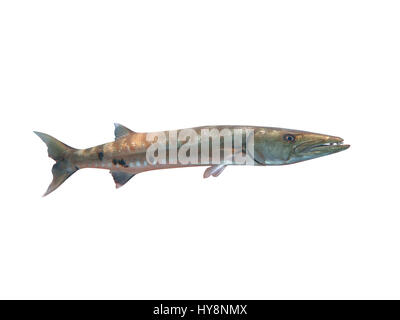 Großer Barracuda Fisch im Ozean Bali Stockfoto