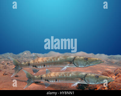 Großer Barracuda Fisch im Ozean Bali Stockfoto