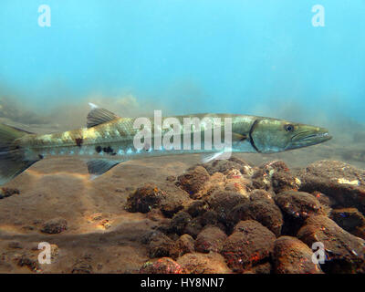 Großer Barracuda Fisch im Ozean Bali Stockfoto
