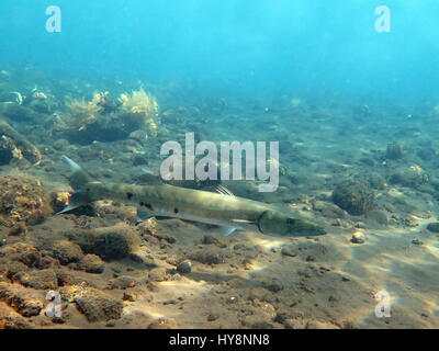 Großer Barracuda Fisch im Ozean Bali Stockfoto