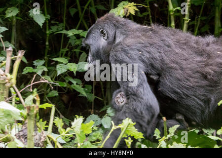 Weibliche Mountain Gorilla Baby durch Bwindi Impenetrable Forest National Park, Uganda, Afrika zu tragen. Stockfoto