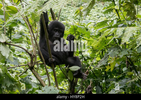 Baby Gorilla hängen von Baum in Bwindi Impenetrable Forest National Park, Uganda, Afrika. Stockfoto