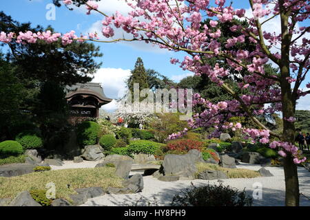 Kew Gardens in Süd-west London Besucher genießen die Frühling blühen Bäume rund um das japanische Tor. Stockfoto