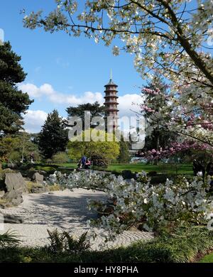 Kew Gardens in Süd-west London Besucher genießen die Frühling blühen Bäume rund um das japanische Tor. Stockfoto