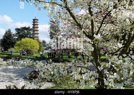 Kew Gardens in Süd-west London Besucher genießen die Frühling blühen Bäume rund um das japanische Tor. Stockfoto