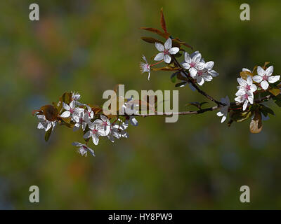 Filiale Apfelblüte im Frühjahr. Die niedlichen weißen Blüten blühen in den Morgen. Stockfoto