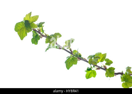 Zweig der schwarzen Johannisbeere mit jungen Blättern Stockfoto