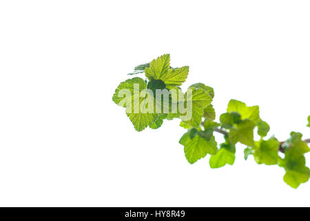 Zweig der schwarzen Johannisbeere mit jungen Blättern Stockfoto