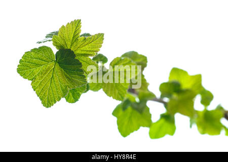 Zweig der schwarzen Johannisbeere mit jungen Blättern Stockfoto