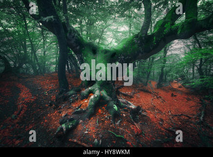 Furchterregender Baum. Mystischer dunkel nebliger Wald mit alten Baum mit großen Wurzeln überdachte Moos, bunte orange und grüne Laub in der Abenddämmerung im Frühjahr. Horror Atmosp Stockfoto