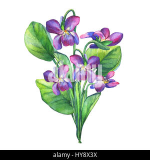 Bouquet von duftenden Veilchen Wildblume (Englisch Süße Veilchen, Viola odorata). Handgezeichnetes Aquarell auf weißem Hintergrund. Stockfoto