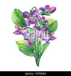 Bouquet von duftenden Veilchen Wildblume (Englisch Süße Veilchen, Viola odorata). Handgezeichnetes Aquarell auf weißem Hintergrund. Stockfoto